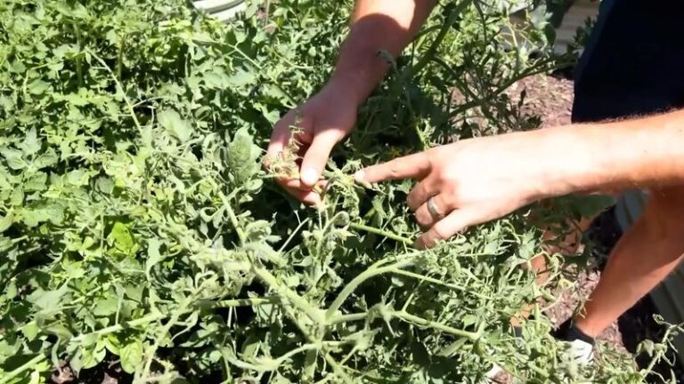 22 Reasons Your Tomato Leaves Are Curling (And The Quick Fixes That Straighten Them Out)