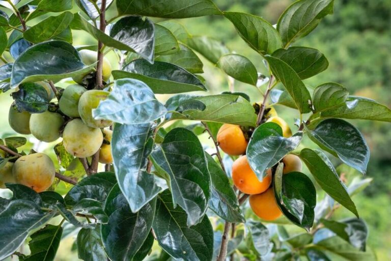 These Two North Carolina Native Fruit Trees Almost Nobody Plants Feed You For Decades With No Fussing