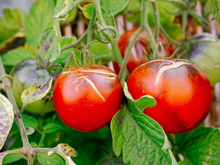 Your Tomatoes Split Open Right As They Ripen – Here’s The Watering Fix That Stops It