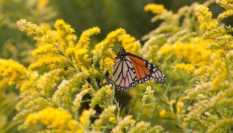 If Your Backyard Only Draws A Few Butterflies, These 11 Perennials Turn It Into Their Favorite Stop