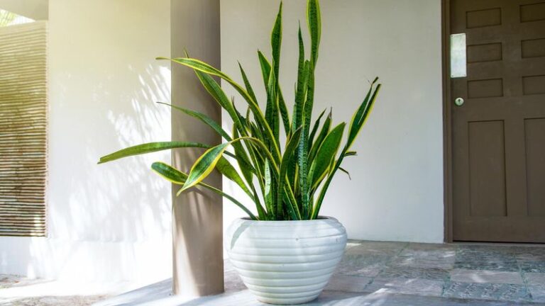 If Your Snake Plant Stays Short And Sparse, Here Are 18 Care Habits That Grow It Taller And Fuller