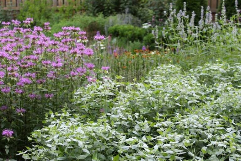 The Most Underrated North Carolina Native That Brings In Pollinator Counts Almost Nobody Else Is Planting