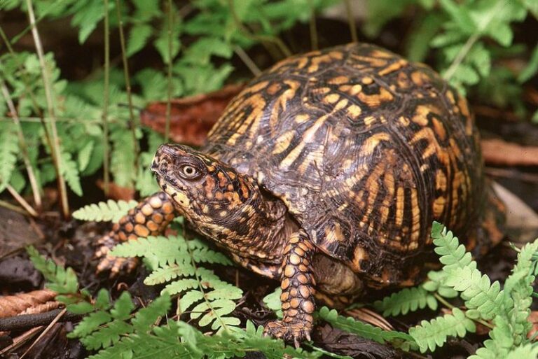 Why You Should Never Move A Box Turtle You Find In Your North Carolina Yard, Even A Few Feet
