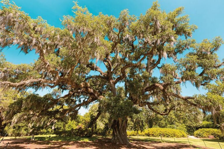 7 Fast-Growing North Carolina Native Trees That Throw Real Shade Over Your Yard Within A Few Summers