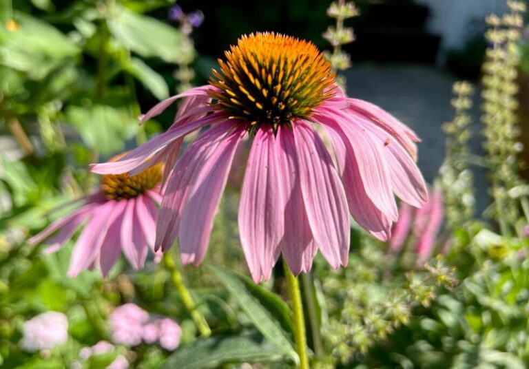 If Your Coneflowers Wilt And Fade In The Late Summer Heat, Here Are 15 Fixes That Restart The Blooms