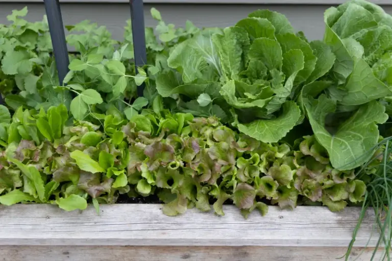 If Your Fall Cabbages Grow Wide Outer Leaves But Never Form A Tight Head, Loose Spacing May Not Be The Cause