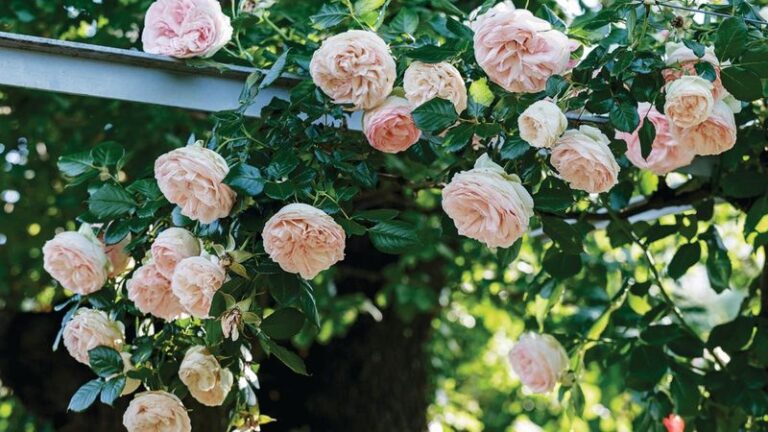 If Your Roses Push Leaves But Stop Blooming In The Heat, Here Are 14 Fixes That Bring The Flowers Back