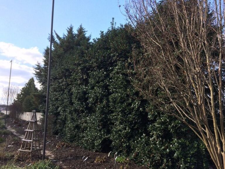 The Native North Carolina Shrubs That Screen Your Yard For Good Where Leyland Cypress Falls Apart