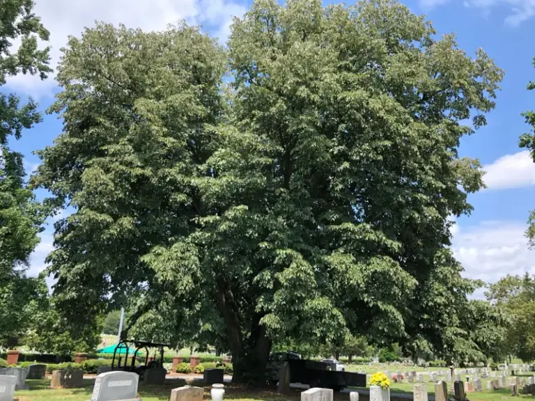 American Basswood: North Carolina’s Native Shade Tree That Delivers a Late-Spring Nectar Pulse and Anchors a Full-Season Pollinator Planting