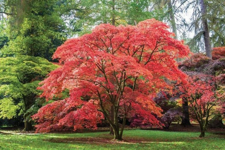These Small North Carolina Native Trees Throw Real Shade Near The House Without Cracking Your Foundation Or Pipes
