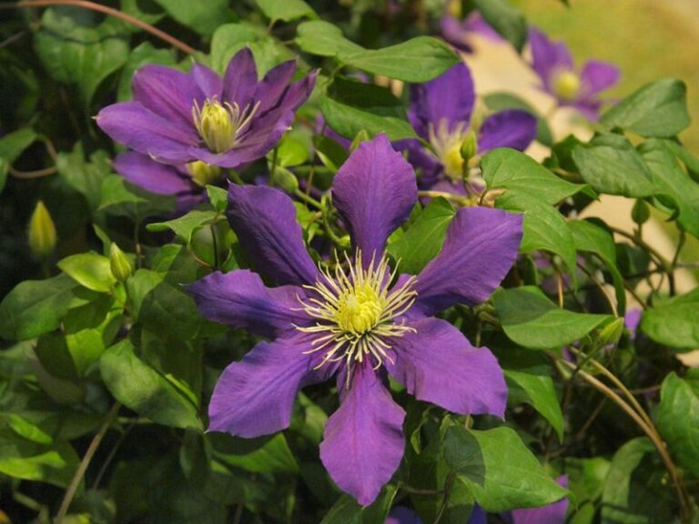 If Your Clematis Vine Grows Leggy With Just A Few Blooms, Here Are 9 Care Mistakes To Fix