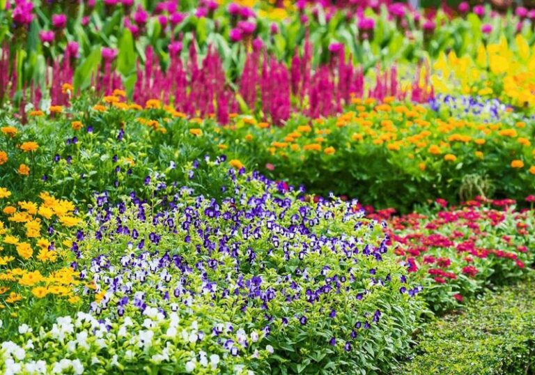 12 Perennials That Get Fuller And More Colorful Every Year Once They Settle In
