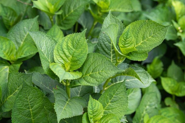 8 Real Reasons Your Hydrangeas Grow A Jungle Of Leaves But Won’t Set A Single Bloom