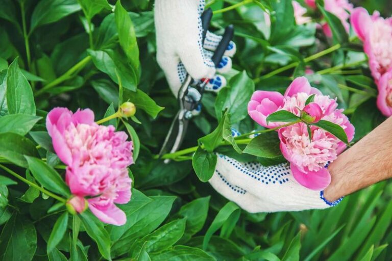 13 Perennials To Cut Back Now For A Second Wave Of Late-Summer Blooms (And 4 To Leave Completely Alone)