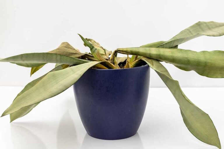 If Your Snake Plant Leaves Flop Over Instead Of Standing Tall, The Cause Is Hiding In The Pot