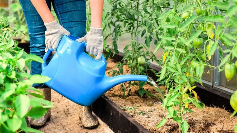 If Your Tomatoes Keep Cracking, Curling, And Rotting, Here Are 8 Watering Mistakes Behind It All