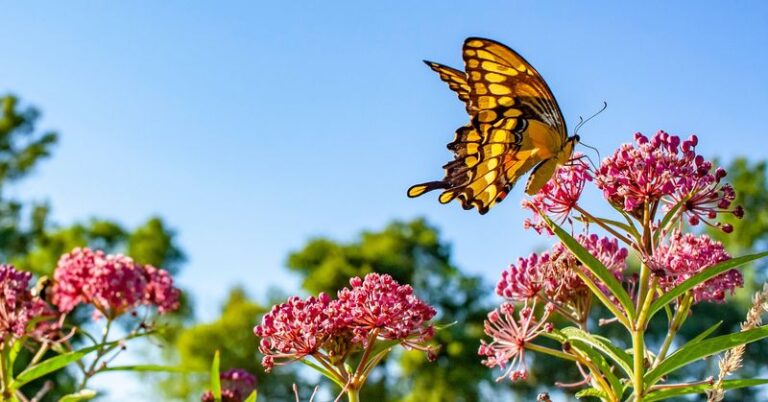 If Your Fall Mums And Asters Draw Bees But No Butterflies, Skip These 4 Plants And Add These 7 Instead
