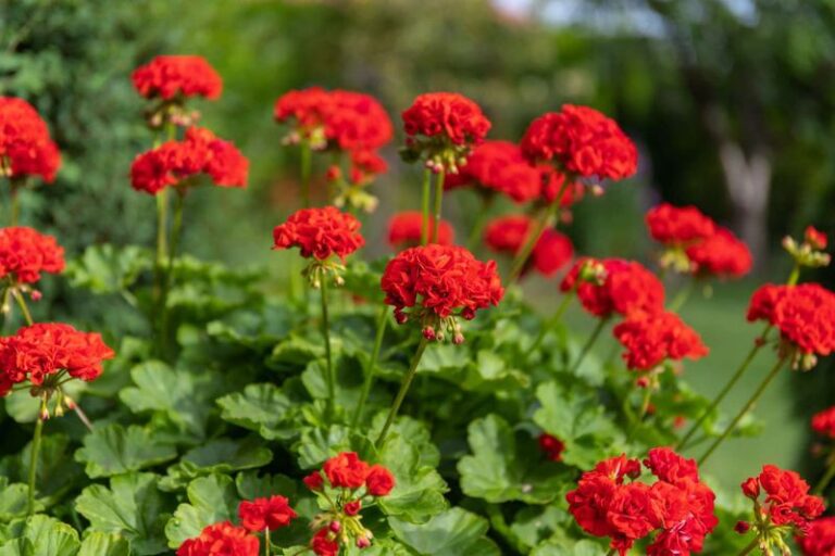 Your Geraniums Bloom Twice As Long Once You Fix These 15 Common Care Slip-Ups