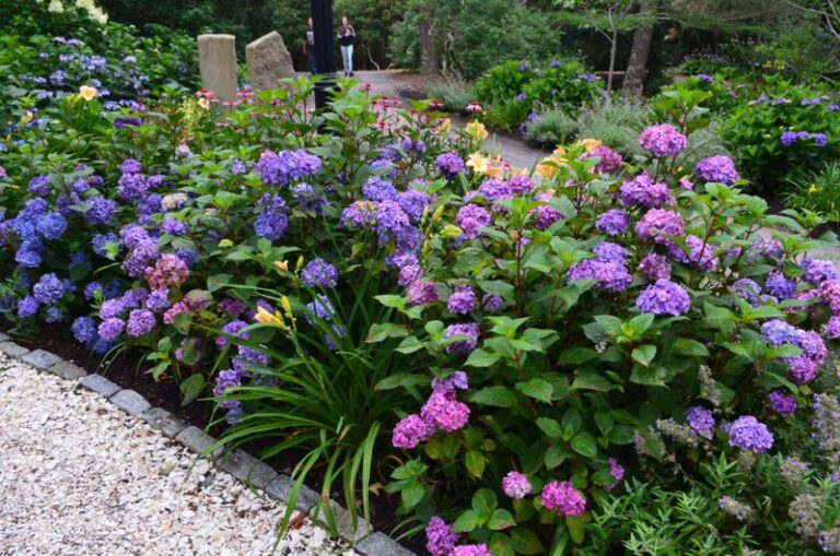 If Your Endless Summer Hydrangeas Only Bloom Once, Here Are 13 Habits That Keep The Flowers Coming All Season