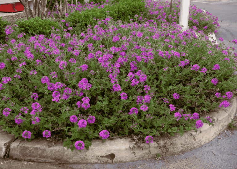 The North Carolina Native Perennial You Plant Once That Blooms From Spring Through Fall In Full Sun
