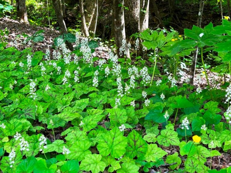 The North Carolina Native Ground Covers That Blanket Bare Soil Under Trees And Never Need Replacing