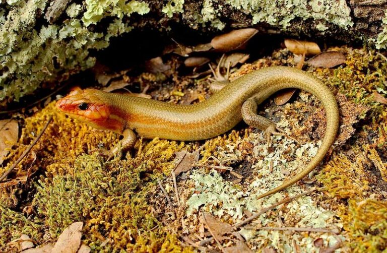 What It Really Means When A Broad-Headed Skink Keeps Sunning On Your North Carolina Woodpile