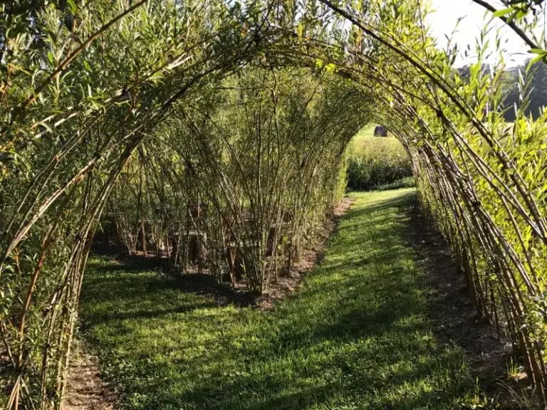 If You Want A Living Fence That Gets Thicker Every Year, Here’s Exactly How To Plant And Weave One