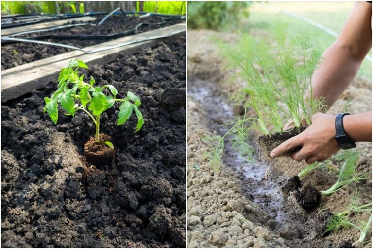 Don’t Plant These Bad Neighbors Too Close To Your Tomatoes (They Quietly Wreck The Harvest)