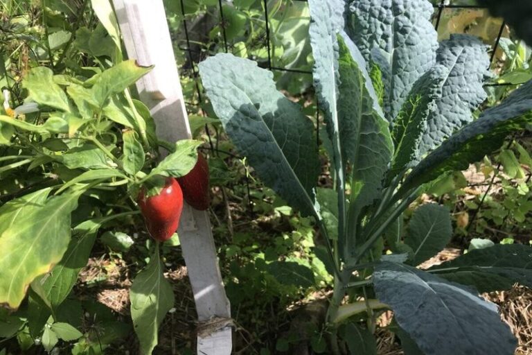 If You Grow Peppers, Here Are 11 Plants You Should Never Set Too Close To Them