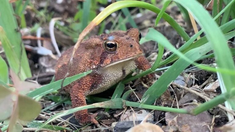 What It Really Means When A Toad Settles Into Your North Carolina Garden Bed