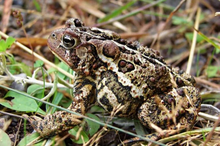 What It Really Means When Toads Move Into Your North Carolina Garden At Night