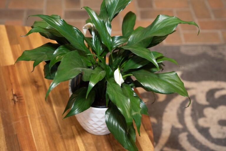 If Your Peace Lily Grows Glossy Leaves But Never A Single Bloom, One Care Habit Is Holding It Back