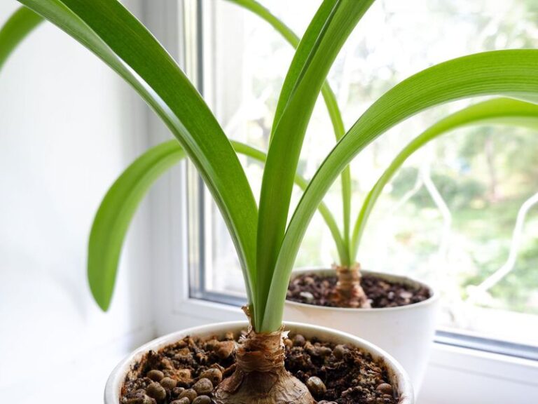 If Your Amaryllis Sends Up Leaves But Skips The Flower Stalk, Here Are 11 Reasons And The Reset Each One Needs