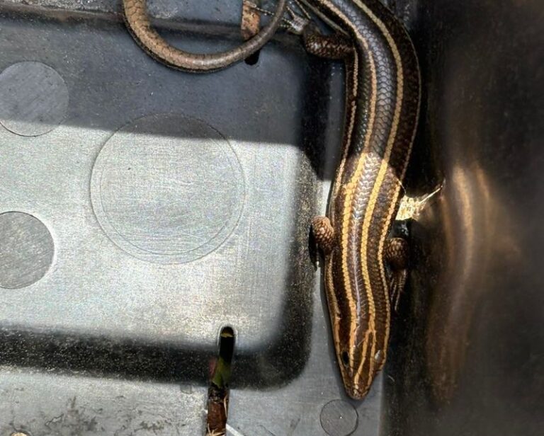 What It Really Means When A Skink Keeps Darting Across Your North Carolina Patio