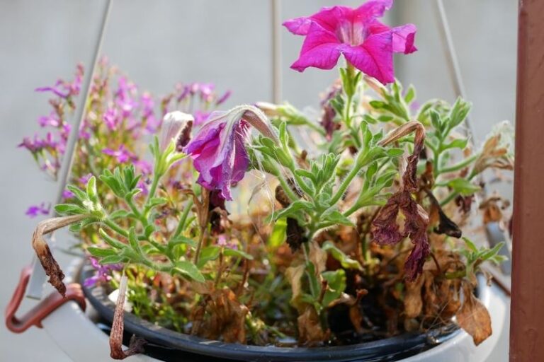 If Your Petunias Are Getting Leggy And Weak, Here’s The Watering Habit Quietly Doing It