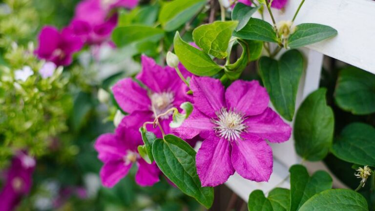 16 Care Mistakes That Leave Your Clematis Flowerless (And The Fixes That Turn It Around)