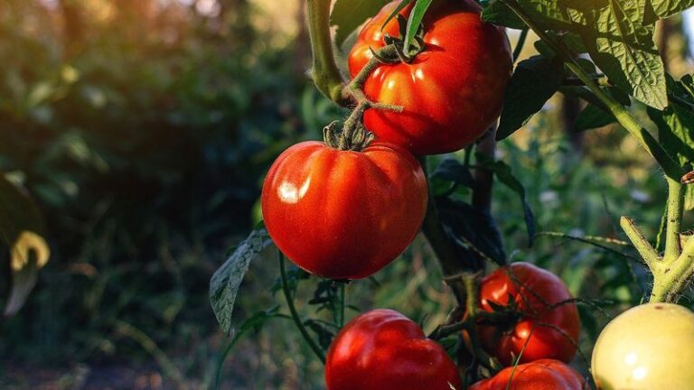 17 Single-Ingredient Fertilizers That Power Up Your Tomatoes Without Overcomplicating It