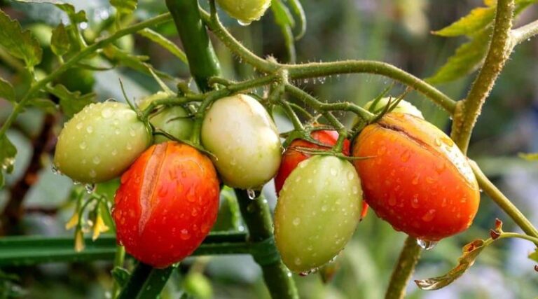 If Your Tomatoes Keep Splitting And Cracking On The Vine, Here Are 13 Fixes That Save The Harvest