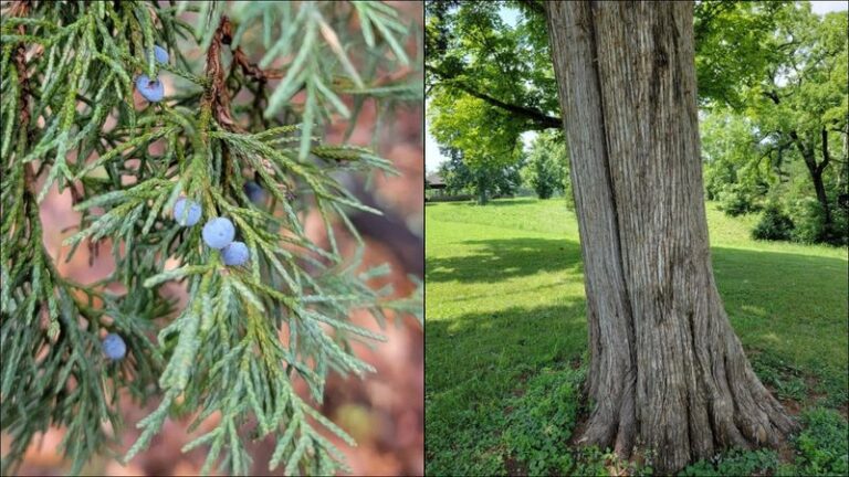 Eastern Redcedar: A North Carolina Wildlife Tree With Limited Lab-Tested Tick Chemistry