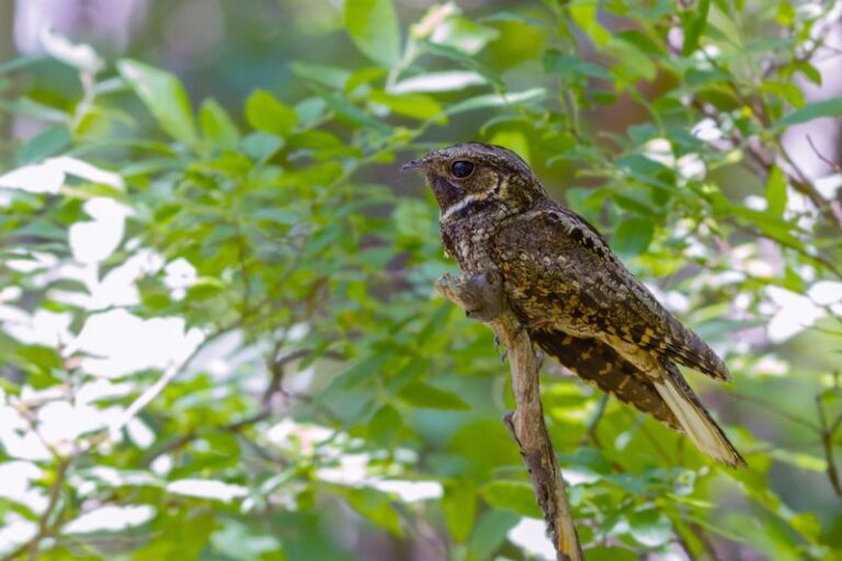 What It Really Means When A Whip-Poor-Will Starts Calling At Dusk In Your North Carolina Yard