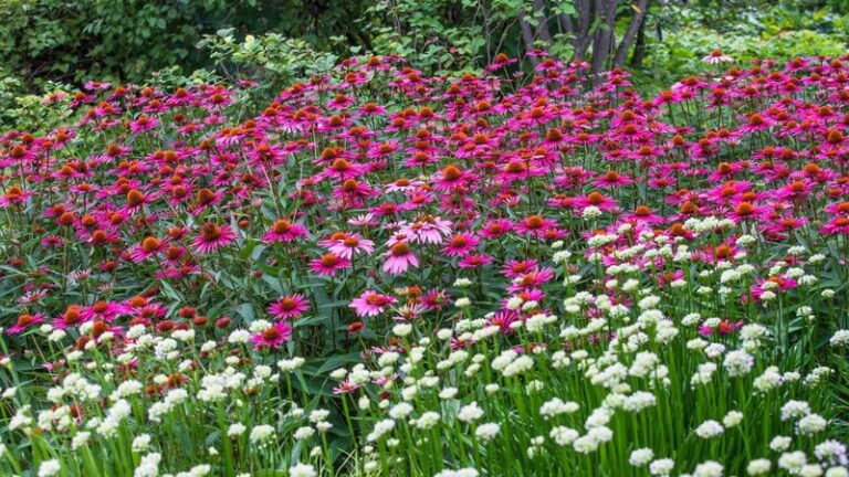 The North Carolina Native Plants That Quietly Feed Your Soil And Make Every Bed Healthier Each Year