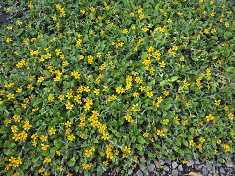 The Native North Carolina Perennial That Fills Shady Beds Better Than Impatiens And Comes Back Every Year