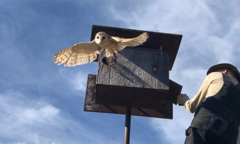 Why More North Carolina Homeowners Are Putting Up Owl Houses To Handle Yard Pests Naturally