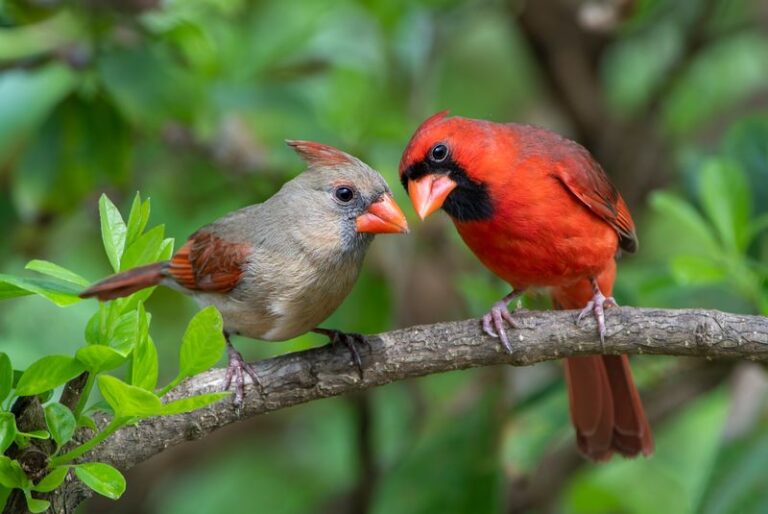 If These 20 Birds Are Visiting Your Backyard, You’re Doing Everything Right