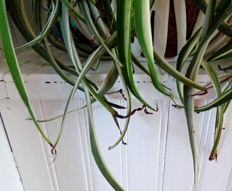 If Your Spider Plant’s Leaf Tips Keep Browning Indoors, Here Are 12 Fixes That Bring Back Clean Green Growth