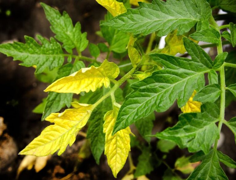 17 Common Reasons Your Tomato Leaves Are Turning Yellow (And The Quick Fixes For Each)