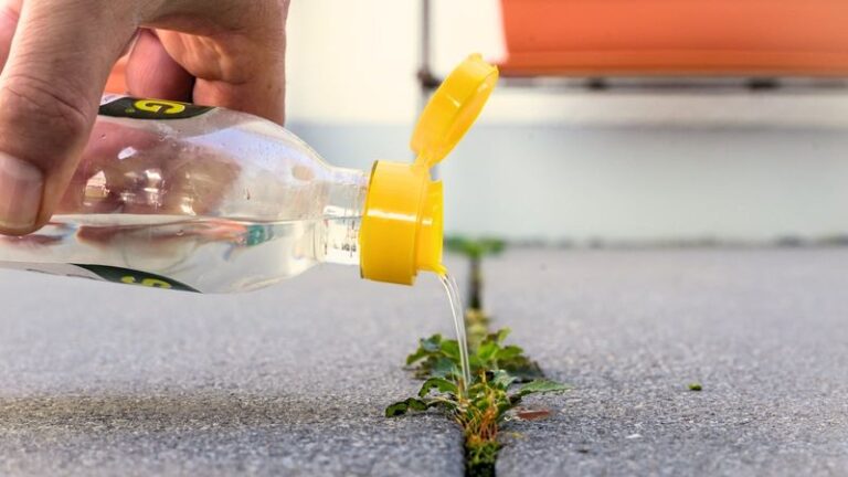 Skip The Weed Killer—Here’s How Plain Vinegar Clears Weeds Fast Without The Chemicals