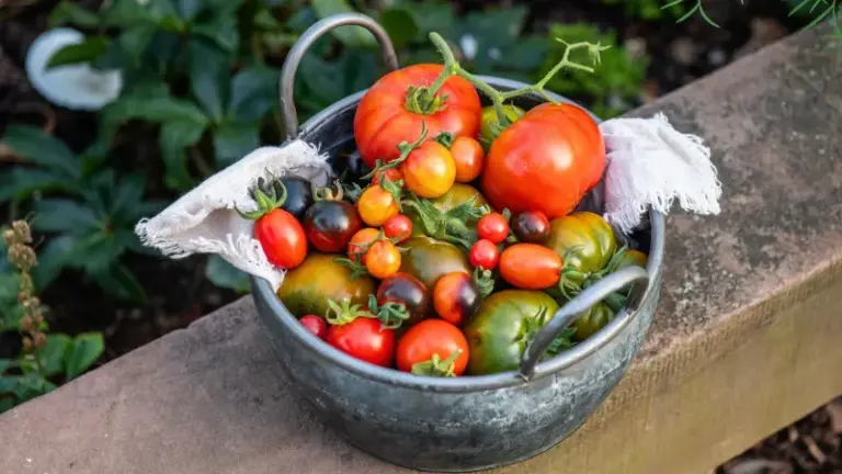 If Your Tomatoes Are Feeding Sluggishly, Here Are 17 Single-Ingredient Boosters That Push A Bigger Harvest