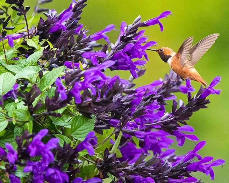11 Purple Flowers Hummingbirds Simply Can’t Resist In Your Backyard