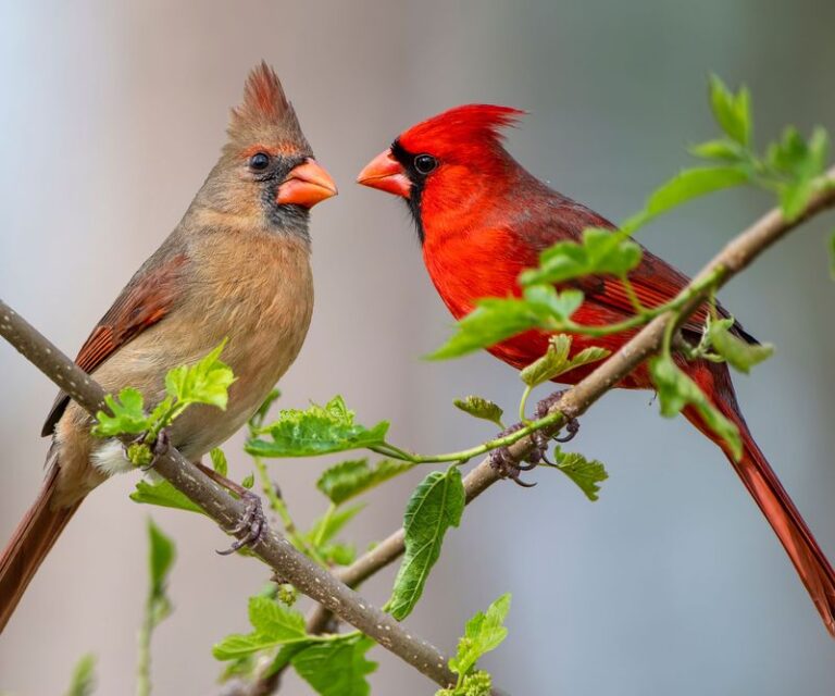 If Cardinals Only Pass Through Your Yard, These 9 Additions Give Them A Reason To Stay And Nest